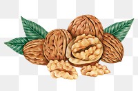 Hand darwn walnuts sticker design element