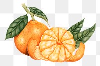 Hand drawn tangerine fruit sticker design element