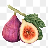 Hand drawn fig fruit sticker with a white border design element