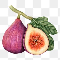 Hand drawn fig fruit sticker design element