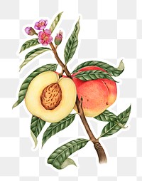 Hand drawn peach fruit sticker with a white border design element