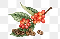 Hand drawn coffee beans sticker with a white border design element