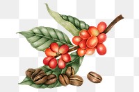 Hand drawn coffee beans sticker design element