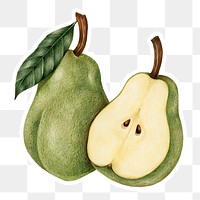 Hand drawn pear fruit sticker with a white border design element