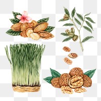 Hand drawn wheatgrass and nuts sticker design element set