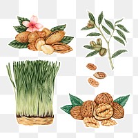 Hand drawn wheatgrass and nuts sticker with a white border design element set