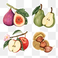 Hand drawn fruit and chestnut sticker with a white border set