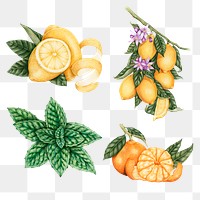 Hand drawn peppermint and citrus sticker design element set