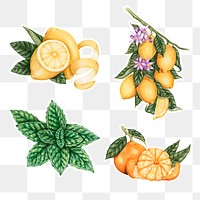 Hand drawn peppermint and citrus sticker with a white border design element set
