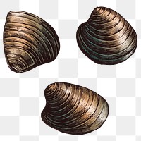 Colorful clam bivalve mollusc png transparent set