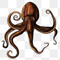 Hand drawn octopus sticker png transparent