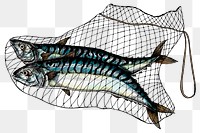 Colorful mackerels fish transparent png