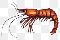 Colorful shrimp isolated transparent png