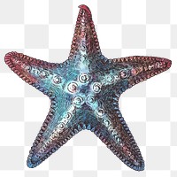 Colorful starfish isolated png transparent