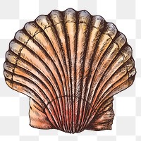 Colorful clam sea shell png transparent