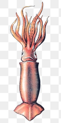 Colorful squid isolated png transparent