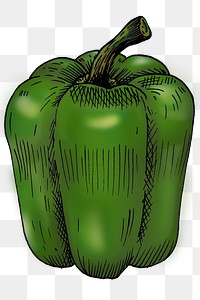 Green bell pepper isolated png transparent <br /> 