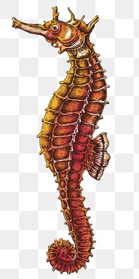 Colorful seahorse isolated transparent png 