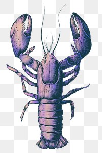 Colorful lobster png transparent