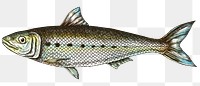 Colorful sardine isolated transparent png 