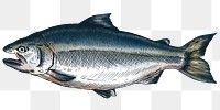 Colorful salmon isolated png transparent