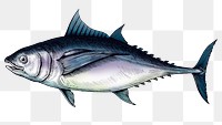 Colorful tuna isolated png transparent