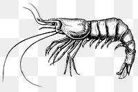 Black and white shrimp png transparent 