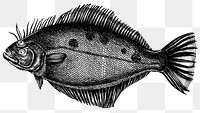 Black and white flatfish png transparent 