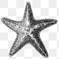 Black and white starfish png transparent