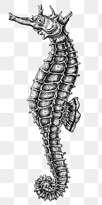 Black and white seahorse png 