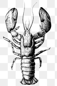 Black and white lobster png transparent