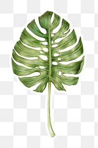 Green monstera leaf png drawing illustration sticker