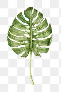 Vintage monstera leaf png hand drawn illustration sticker