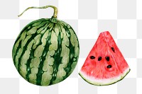 Fresh watermelon illustration png food drawing