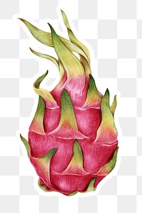 Dragon fruit illustration png organic food hand drawn