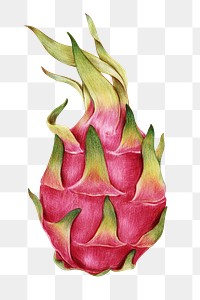 Tropical  dragon fruit  png illustration hand drawn