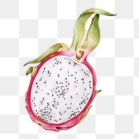 Tropical  dragon fruit  png illustration hand drawn