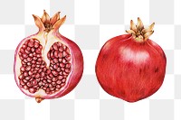 Vintage red pomegranate sticker png illustration