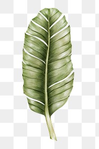 Vintage leaf png botanical illustration sticker