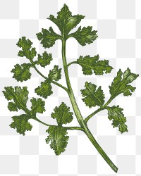 Colorful fresh coriander transparent png 