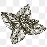 Black and white basil png transparent 