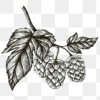 Black and white hops png transparent