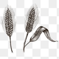 Black and white wheat png transparent set 