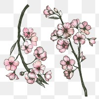 Colorful sakura flower png set