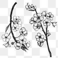 Black and white sakura png set