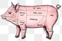 Colorful cut of pig png 