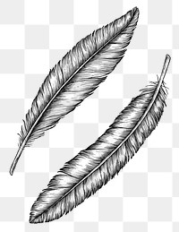 Two hand drawn bird feathers transparent png