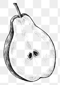 Hand drawn half cut of pear transparent png