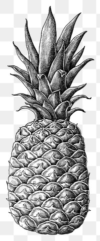 Hand drawn fresh pineapple fruit transparent png