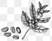 Hand drawn fresh coffee beans transparent png